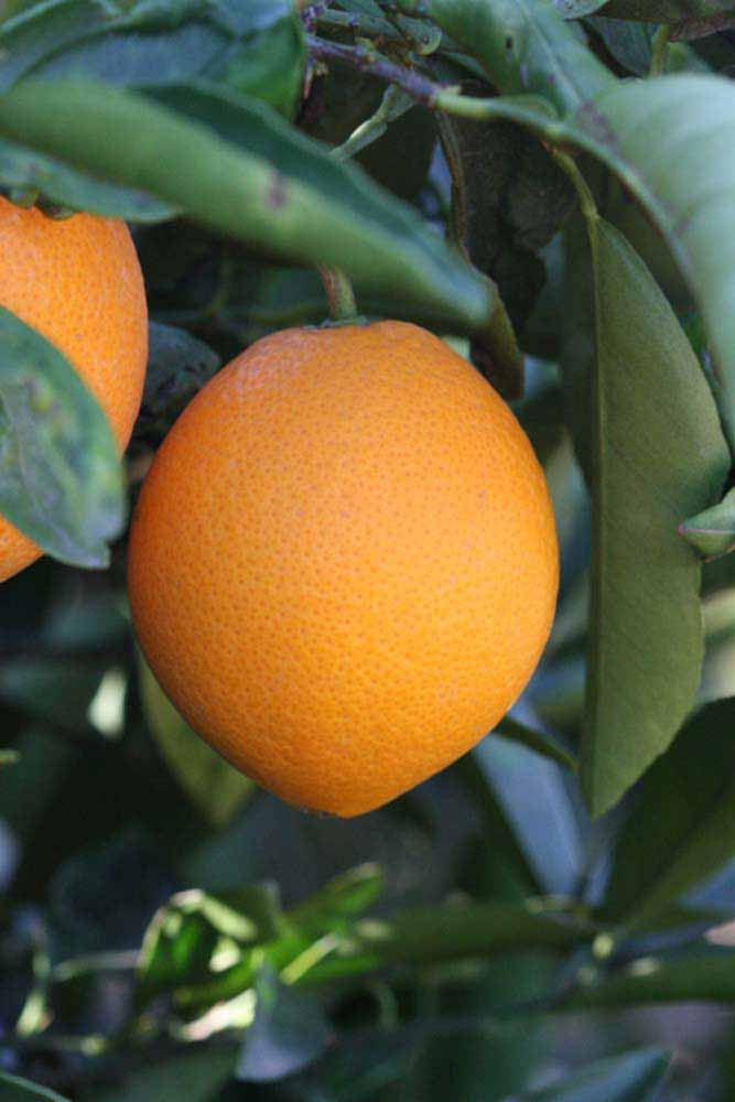              Fruit (Riverside, CA)       